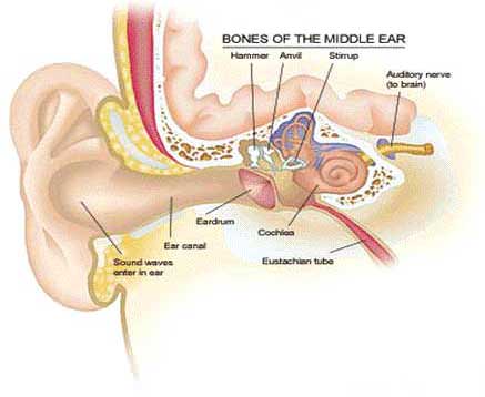 Figure 1: Cross-section of the human ear